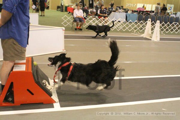 IMG_8996.jpg - Dawg Derby Flyball TournementJuly 11, 2010Classic CenterAthens, Ga