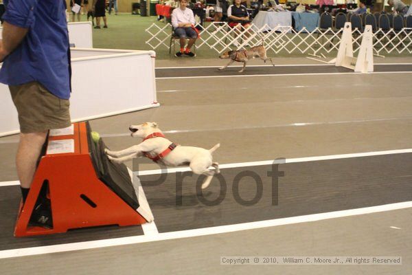 IMG_8998.jpg - Dawg Derby Flyball TournementJuly 11, 2010Classic CenterAthens, Ga