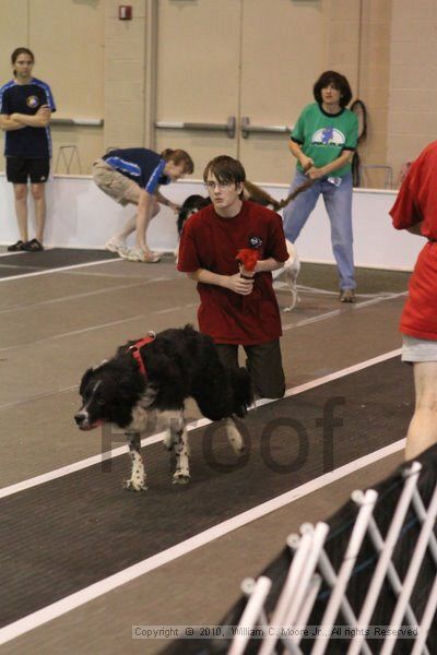 IMG_9003.jpg - Dawg Derby Flyball TournementJuly 11, 2010Classic CenterAthens, Ga