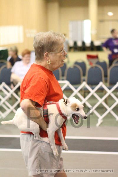 IMG_9007.jpg - Dawg Derby Flyball TournementJuly 11, 2010Classic CenterAthens, Ga