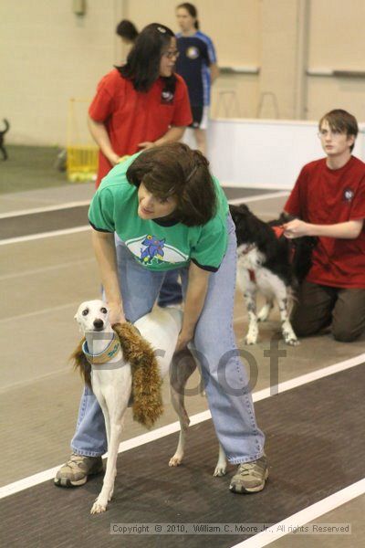 IMG_9008.jpg - Dawg Derby Flyball TournementJuly 11, 2010Classic CenterAthens, Ga