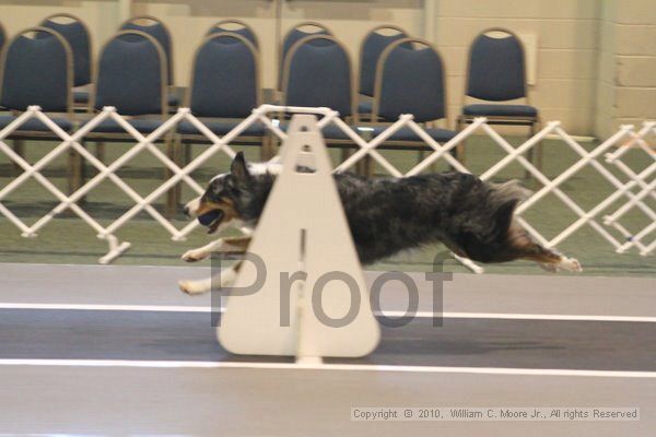 IMG_9017.jpg - Dawg Derby Flyball TournementJuly 11, 2010Classic CenterAthens, Ga