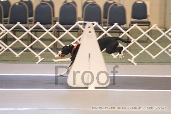 IMG_9020.jpg - Dawg Derby Flyball TournementJuly 11, 2010Classic CenterAthens, Ga