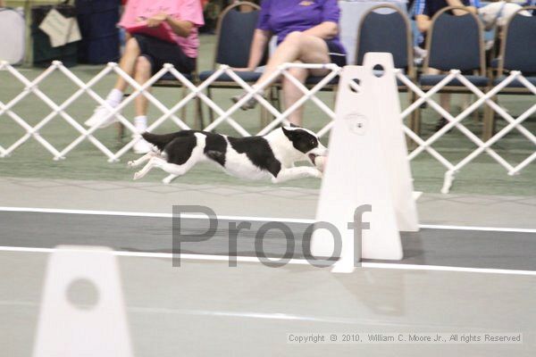 IMG_9035.jpg - Dawg Derby Flyball TournementJuly 11, 2010Classic CenterAthens, Ga