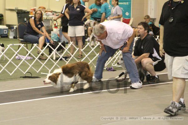 IMG_9042.jpg - Dawg Derby Flyball TournementJuly 11, 2010Classic CenterAthens, Ga