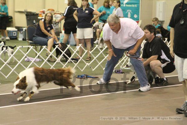 IMG_9043.jpg - Dawg Derby Flyball TournementJuly 11, 2010Classic CenterAthens, Ga