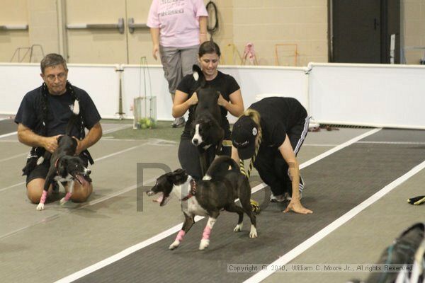 IMG_9045.jpg - Dawg Derby Flyball TournementJuly 11, 2010Classic CenterAthens, Ga