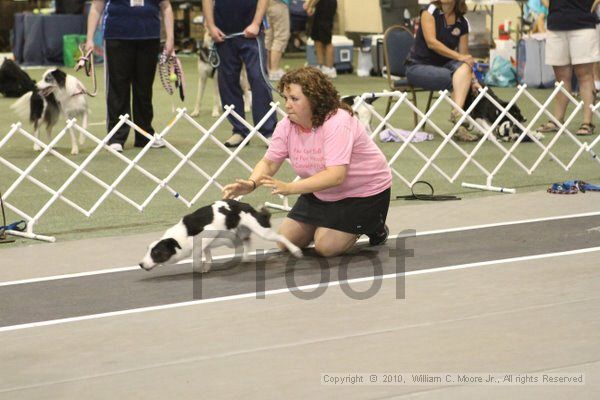 IMG_9047.jpg - Dawg Derby Flyball TournementJuly 11, 2010Classic CenterAthens, Ga