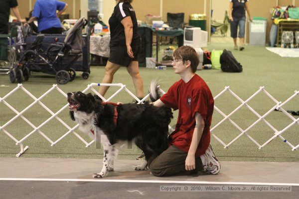 IMG_9063.jpg - Dawg Derby Flyball TournementJuly 11, 2010Classic CenterAthens, Ga