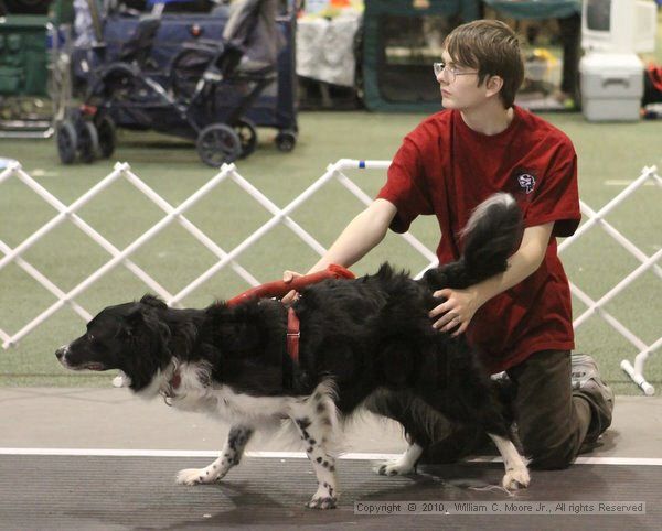 IMG_9065.jpg - Dawg Derby Flyball TournementJuly 11, 2010Classic CenterAthens, Ga