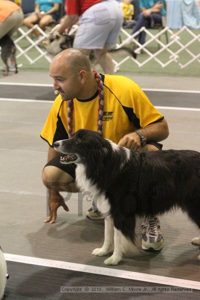 IMG_9066.jpg - Dawg Derby Flyball TournementJuly 11, 2010Classic CenterAthens, Ga