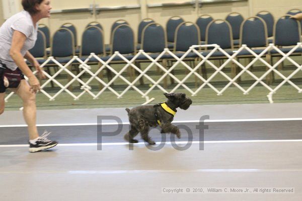 IMG_9105.jpg - Dawg Derby Flyball TournementJuly 11, 2010Classic CenterAthens, Ga