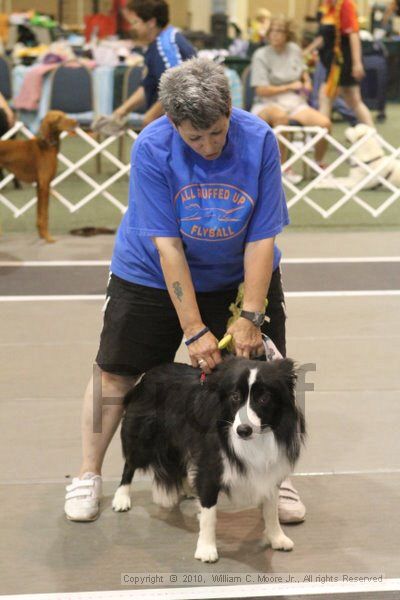 IMG_9113.jpg - Dawg Derby Flyball TournementJuly 11, 2010Classic CenterAthens, Ga