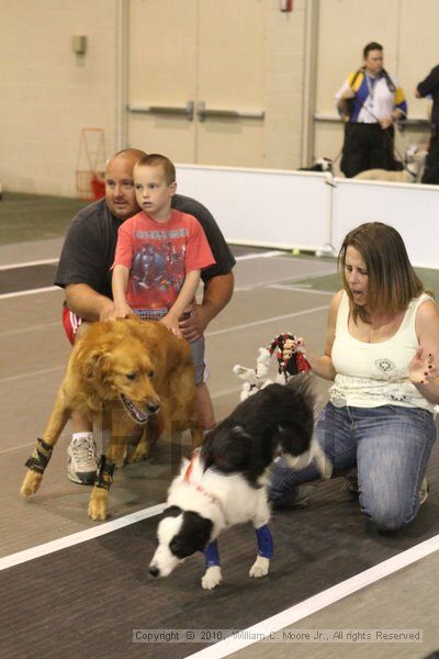 IMG_9116.jpg - Dawg Derby Flyball TournementJuly 11, 2010Classic CenterAthens, Ga