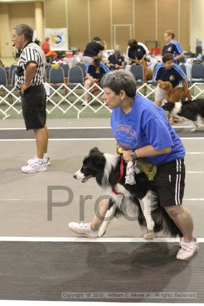 IMG_9119.jpg - Dawg Derby Flyball TournementJuly 11, 2010Classic CenterAthens, Ga