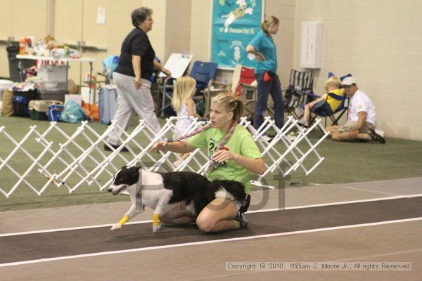 IMG_9121.jpg - Dawg Derby Flyball TournementJuly 11, 2010Classic CenterAthens, Ga