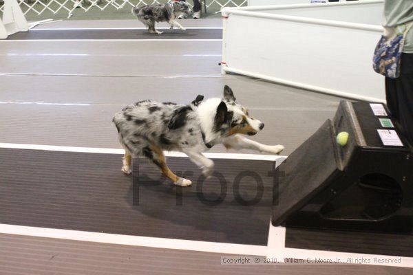 IMG_9128.jpg - Dawg Derby Flyball TournementJuly 11, 2010Classic CenterAthens, Ga