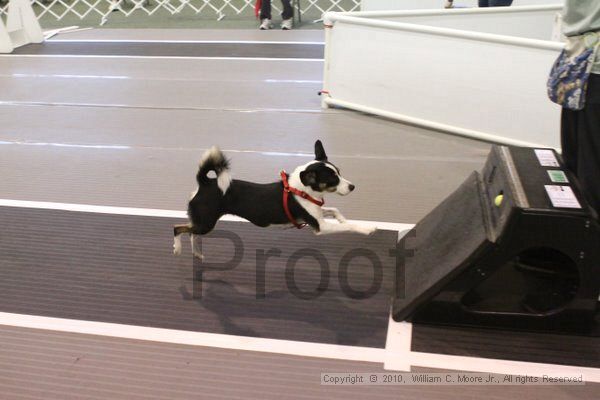 IMG_9135.jpg - Dawg Derby Flyball TournementJuly 11, 2010Classic CenterAthens, Ga