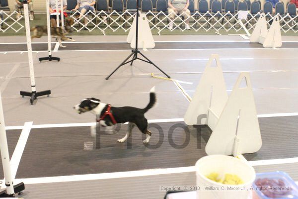 IMG_9148.jpg - Dawg Derby Flyball TournementJuly 11, 2010Classic CenterAthens, Ga
