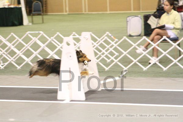 IMG_9156.jpg - Dawg Derby Flyball TournementJuly 11, 2010Classic CenterAthens, Ga