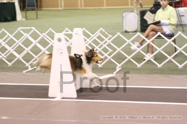 IMG_9159.jpg - Dawg Derby Flyball TournementJuly 11, 2010Classic CenterAthens, Ga