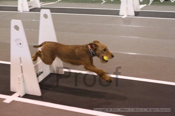 IMG_9165.jpg - Dawg Derby Flyball TournementJuly 11, 2010Classic CenterAthens, Ga