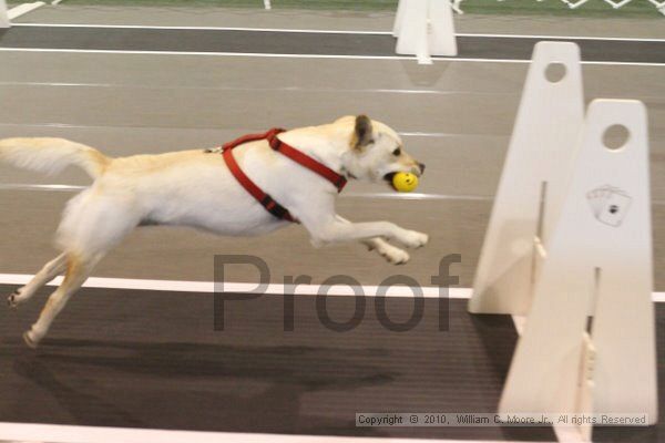 IMG_9168.jpg - Dawg Derby Flyball TournementJuly 11, 2010Classic CenterAthens, Ga