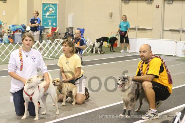 IMG_9179.jpg - Dawg Derby Flyball TournementJuly 11, 2010Classic CenterAthens, Ga