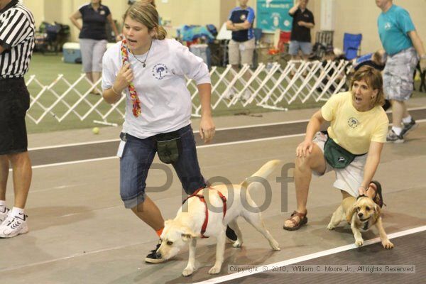 IMG_9181.jpg - Dawg Derby Flyball TournementJuly 11, 2010Classic CenterAthens, Ga