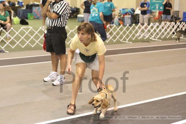 IMG_9182.jpg - Dawg Derby Flyball TournementJuly 11, 2010Classic CenterAthens, Ga