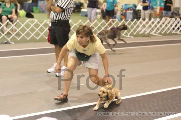 IMG_9183.jpg - Dawg Derby Flyball TournementJuly 11, 2010Classic CenterAthens, Ga