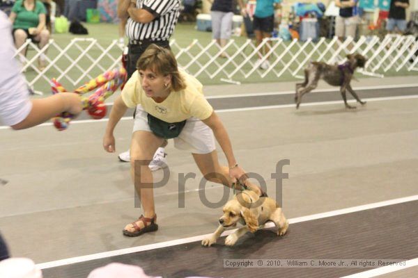 IMG_9184.jpg - Dawg Derby Flyball TournementJuly 11, 2010Classic CenterAthens, Ga