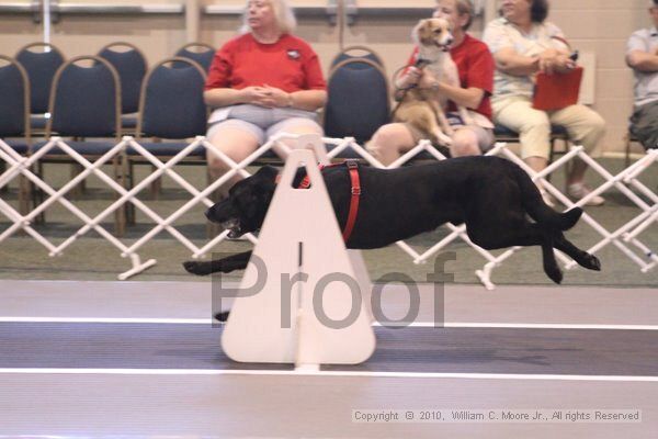 IMG_9221.jpg - Dawg Derby Flyball TournementJuly 11, 2010Classic CenterAthens, Ga