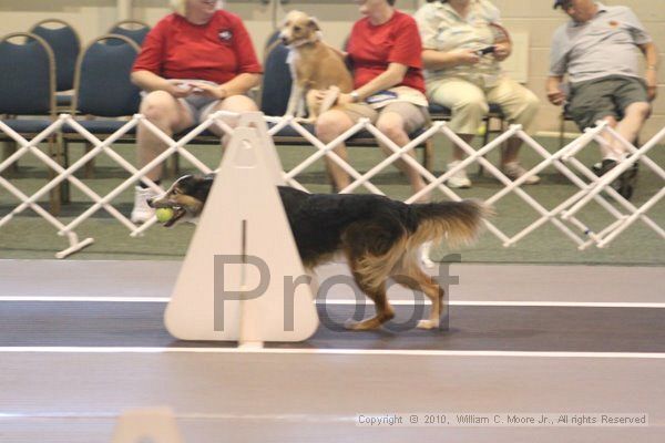 IMG_9235.jpg - Dawg Derby Flyball TournementJuly 11, 2010Classic CenterAthens, Ga