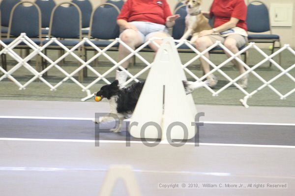 IMG_9238.jpg - Dawg Derby Flyball TournementJuly 11, 2010Classic CenterAthens, Ga