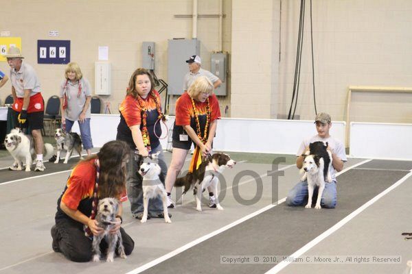 IMG_9270.jpg - Dawg Derby Flyball TournementJuly 11, 2010Classic CenterAthens, Ga