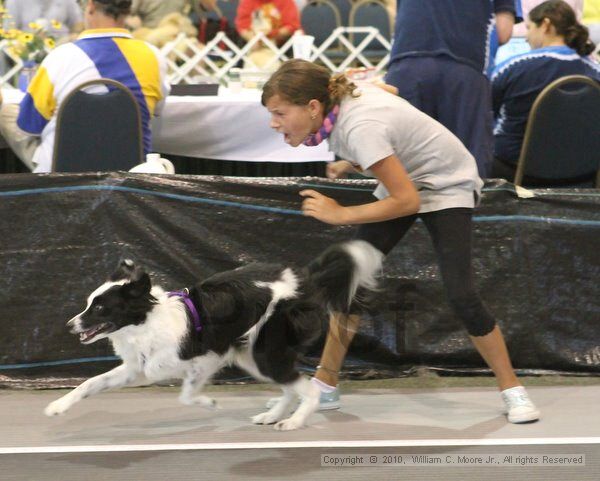 IMG_9274.jpg - Dawg Derby Flyball TournementJuly 11, 2010Classic CenterAthens, Ga