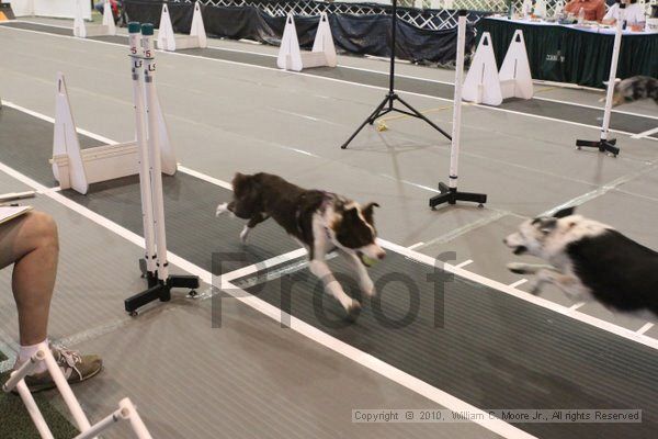 IMG_9279.jpg - Dawg Derby Flyball TournementJuly 11, 2010Classic CenterAthens, Ga