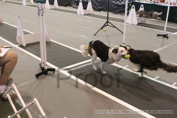 IMG_9285.jpg - Dawg Derby Flyball TournementJuly 11, 2010Classic CenterAthens, Ga