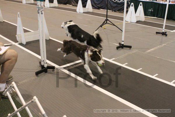 IMG_9288.jpg - Dawg Derby Flyball TournementJuly 11, 2010Classic CenterAthens, Ga