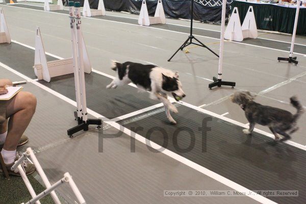 IMG_9290.jpg - Dawg Derby Flyball TournementJuly 11, 2010Classic CenterAthens, Ga