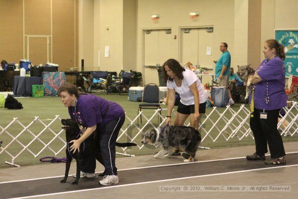 IMG_9301.jpg - Dawg Derby Flyball TournementJuly 11, 2010Classic CenterAthens, Ga