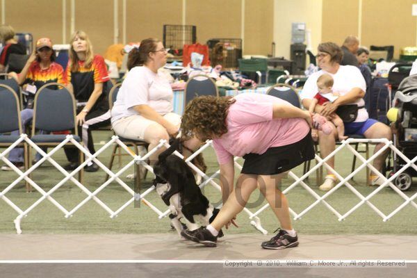 IMG_9310.jpg - Dawg Derby Flyball TournementJuly 11, 2010Classic CenterAthens, Ga