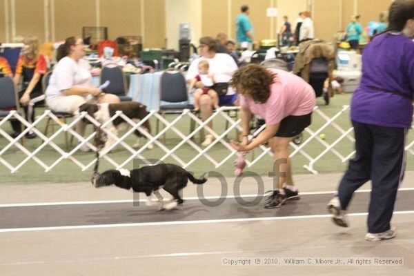 IMG_9311.jpg - Dawg Derby Flyball TournementJuly 11, 2010Classic CenterAthens, Ga