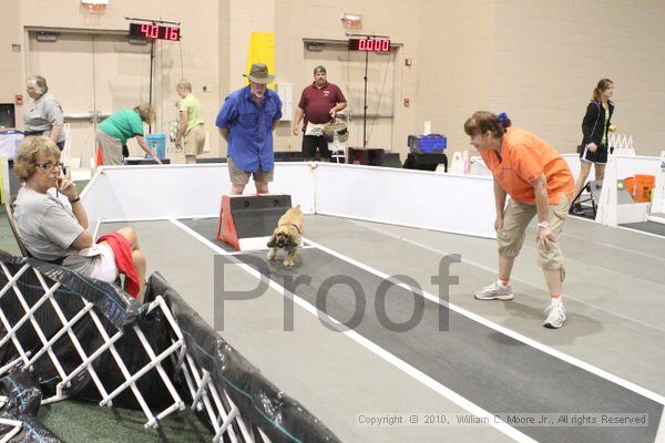 IMG_9314.jpg - Dawg Derby Flyball TournementJuly 11, 2010Classic CenterAthens, Ga