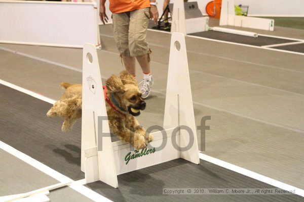 IMG_9317.jpg - Dawg Derby Flyball TournementJuly 11, 2010Classic CenterAthens, Ga