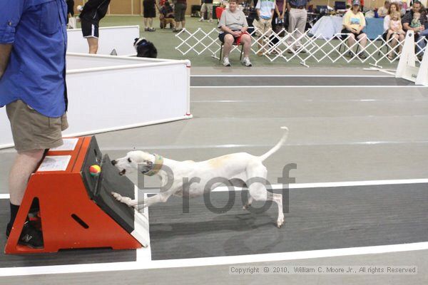 IMG_9332.jpg - Dawg Derby Flyball TournementJuly 11, 2010Classic CenterAthens, Ga