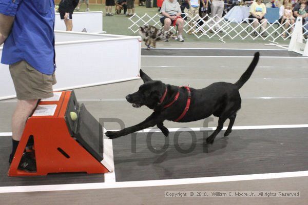 IMG_9335.jpg - Dawg Derby Flyball TournementJuly 11, 2010Classic CenterAthens, Ga