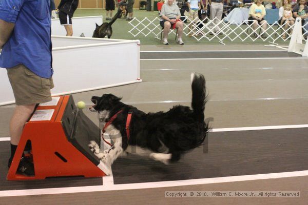 IMG_9337.jpg - Dawg Derby Flyball TournementJuly 11, 2010Classic CenterAthens, Ga