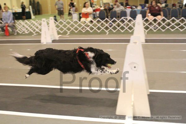 IMG_9365.jpg - Dawg Derby Flyball TournementJuly 11, 2010Classic CenterAthens, Ga